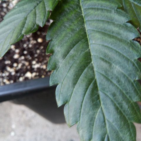 Seriotica a la GaNjaJoHnNaY growlog photo: Mehltau Befall. erde mit Folie abgedeckt und Pflanzen eingesprüht 