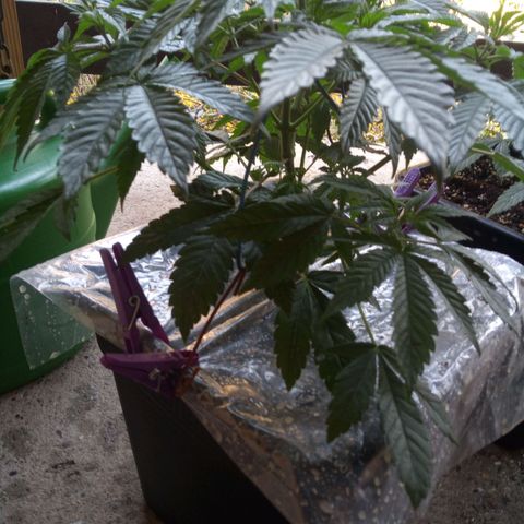 Seriotica a la GaNjaJoHnNaY growlog photo: Mehltau Befall. erde mit Folie abgedeckt und Pflanzen eingesprüht 