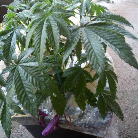 Seriotica a la GaNjaJoHnNaY growlog photo: Mehltau Befall. erde mit Folie abgedeckt und Pflanzen eingesprüht 