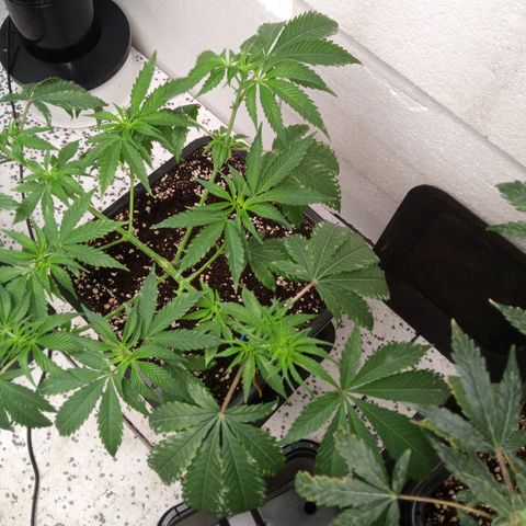Seriotica a la GaNjaJoHnNaY growlog timeline photo