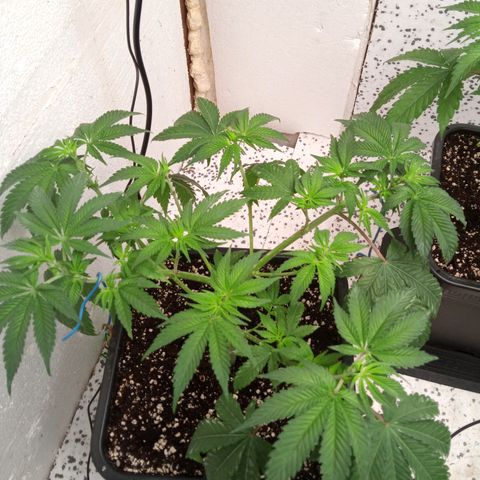 Seriotica a la GaNjaJoHnNaY growlog timeline photo