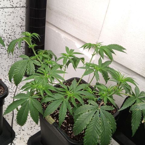 Seriotica a la GaNjaJoHnNaY growlog timeline photo