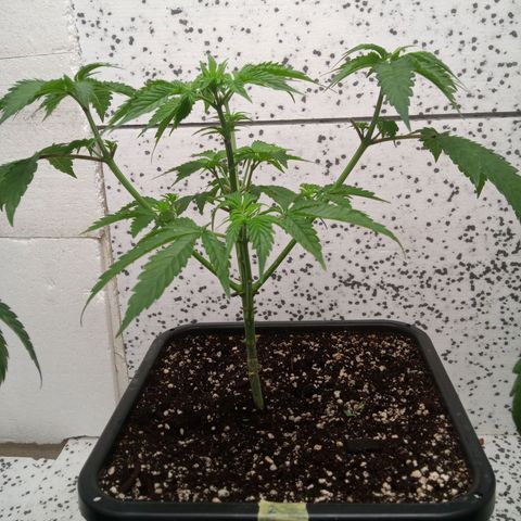 Seriotica a la GaNjaJoHnNaY growlog timeline photo