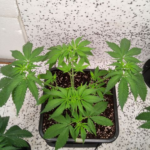 Seriotica a la GaNjaJoHnNaY growlog timeline photo