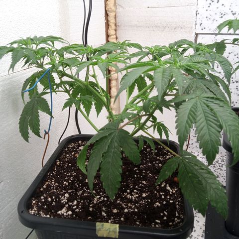 Seriotica a la GaNjaJoHnNaY growlog timeline photo