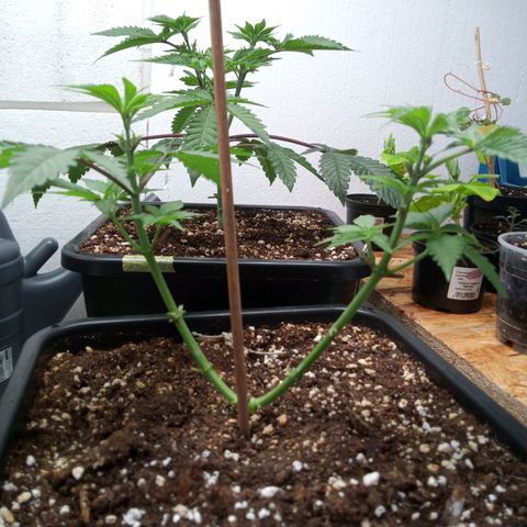Seriotica a la GaNjaJoHnNaY growlog photo: 4-6