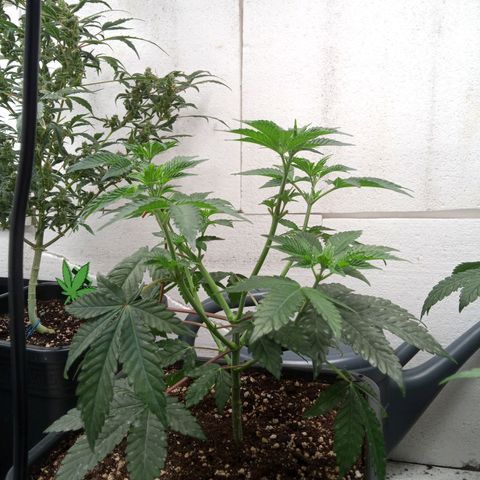 Seriotica a la GaNjaJoHnNaY growlog photo: 4-6
