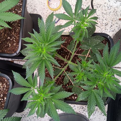 Seriotica a la GaNjaJoHnNaY growlog photo: 4-6