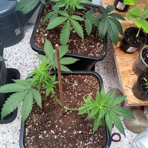 Seriotica a la GaNjaJoHnNaY growlog photo: 4-6