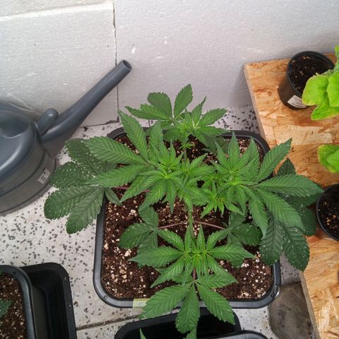 Seriotica a la GaNjaJoHnNaY growlog photo: 4-6