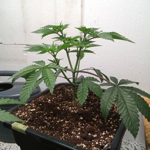 Seriotica a la GaNjaJoHnNaY growlog photo: 4-6