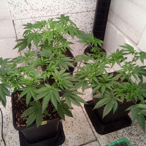 Seriotica a la GaNjaJoHnNaY growlog timeline photo