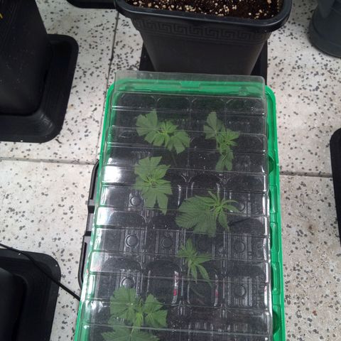 Seriotica a la GaNjaJoHnNaY growlog timeline photo