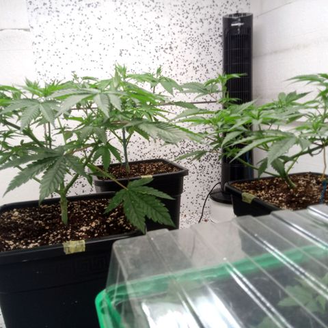 Seriotica a la GaNjaJoHnNaY growlog timeline photo