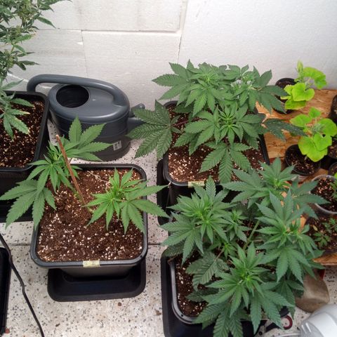 Seriotica a la GaNjaJoHnNaY growlog timeline photo