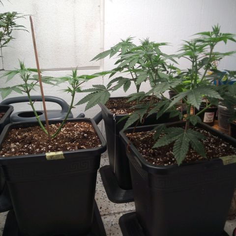 Seriotica a la GaNjaJoHnNaY growlog timeline photo