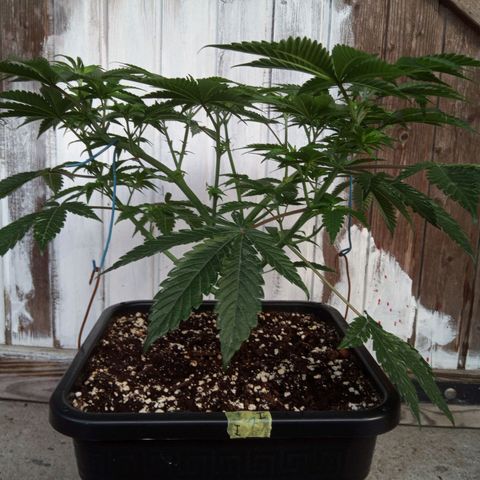 Seriotica a la GaNjaJoHnNaY growlog photo: vorher