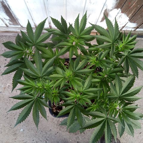 Seriotica a la GaNjaJoHnNaY growlog photo: vorher