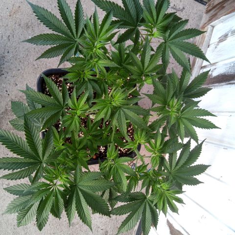 Seriotica a la GaNjaJoHnNaY growlog photo: nachher

