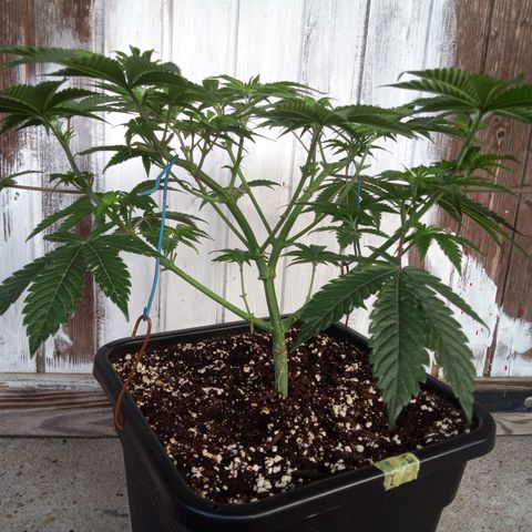 Seriotica a la GaNjaJoHnNaY growlog photo: nachher
