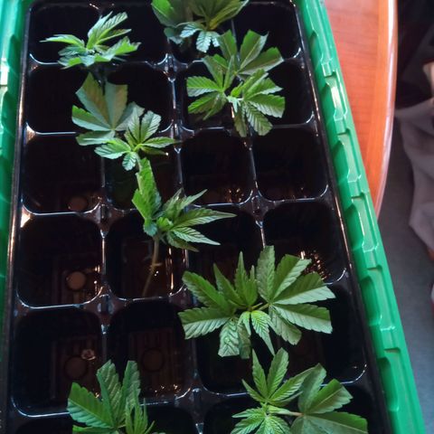 Seriotica a la GaNjaJoHnNaY growlog timeline photo