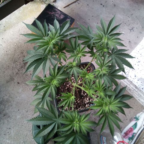 Seriotica a la GaNjaJoHnNaY growlog timeline photo