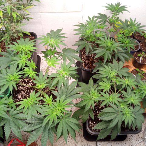 Seriotica a la GaNjaJoHnNaY growlog timeline photo