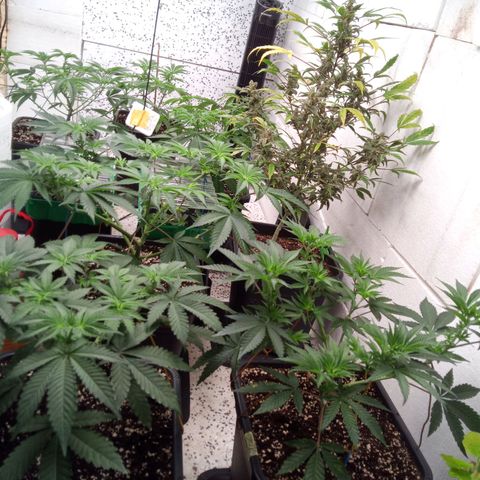 Seriotica a la GaNjaJoHnNaY growlog timeline photo