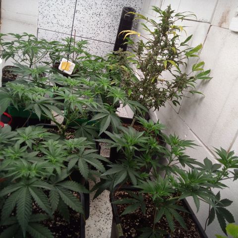 Seriotica a la GaNjaJoHnNaY growlog timeline photo