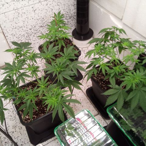 Seriotica a la GaNjaJoHnNaY growlog timeline photo