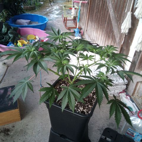 Seriotica a la GaNjaJoHnNaY growlog timeline photo