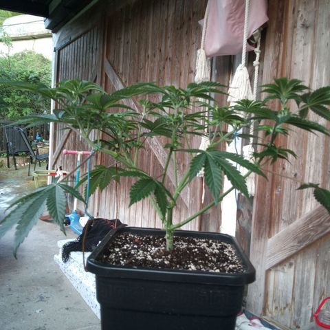 Seriotica a la GaNjaJoHnNaY growlog timeline photo