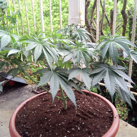 Seriotica a la GaNjaJoHnNaY growlog timeline photo