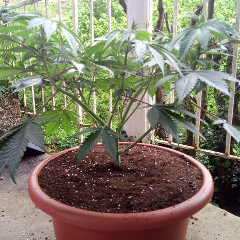 Seriotica a la GaNjaJoHnNaY growlog timeline photo