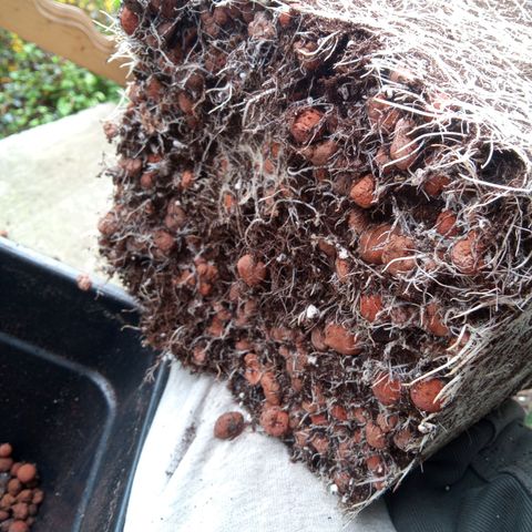 Seriotica a la GaNjaJoHnNaY growlog timeline photo