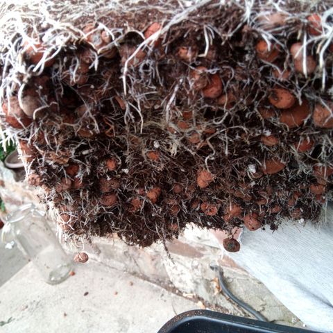Seriotica a la GaNjaJoHnNaY growlog timeline photo