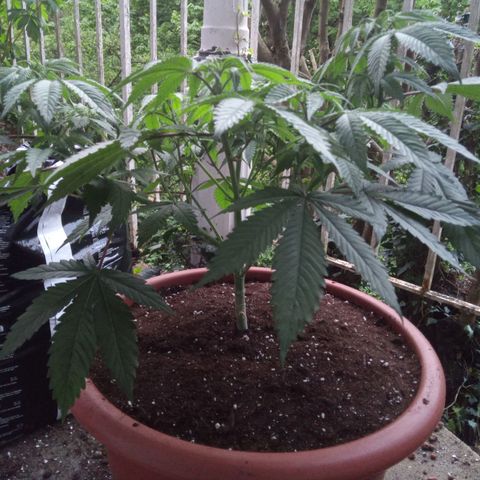 Seriotica a la GaNjaJoHnNaY growlog timeline photo
