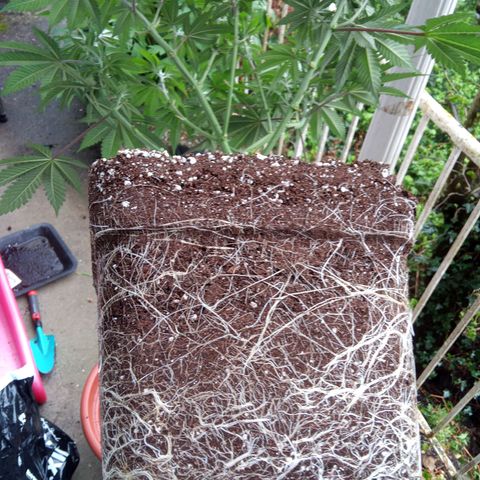 Seriotica a la GaNjaJoHnNaY growlog timeline photo