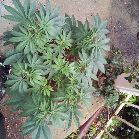 Seriotica a la GaNjaJoHnNaY growlog timeline photo