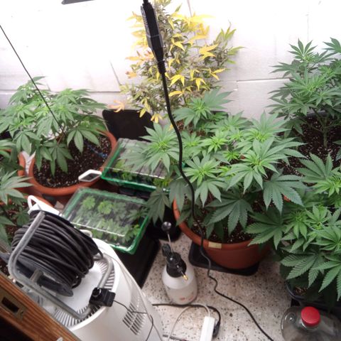 Seriotica a la GaNjaJoHnNaY growlog timeline photo