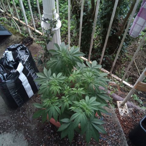 Seriotica a la GaNjaJoHnNaY growlog timeline photo