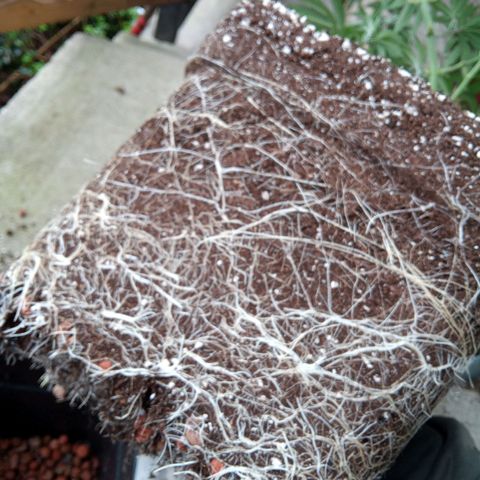 Seriotica a la GaNjaJoHnNaY growlog timeline photo