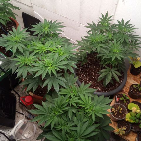 Seriotica a la GaNjaJoHnNaY growlog timeline photo