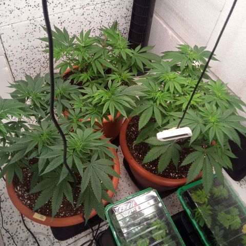 Seriotica a la GaNjaJoHnNaY growlog timeline photo