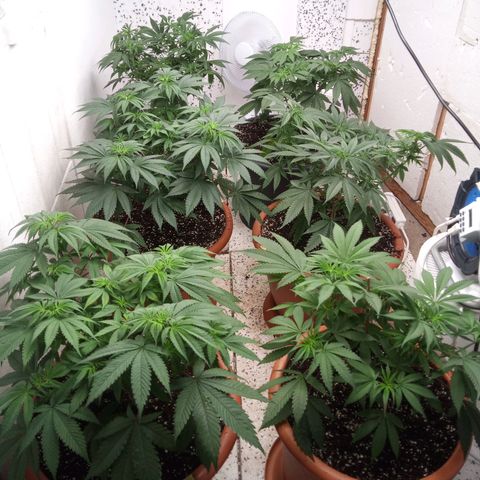 Seriotica a la GaNjaJoHnNaY growlog timeline photo