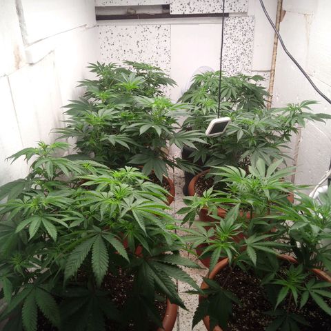 Seriotica a la GaNjaJoHnNaY growlog photo: vorher