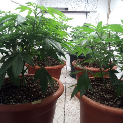 Seriotica a la GaNjaJoHnNaY growlog photo: vorher