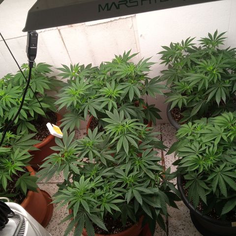 Seriotica a la GaNjaJoHnNaY growlog photo: vorher