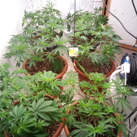 Seriotica a la GaNjaJoHnNaY growlog photo: nachher 