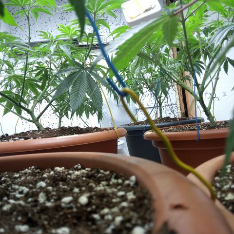 Seriotica a la GaNjaJoHnNaY growlog photo: nachher 